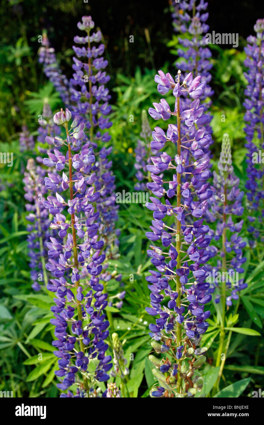Lupin lupine flower lupinus polyphyllis hires stock photography and images Alamy