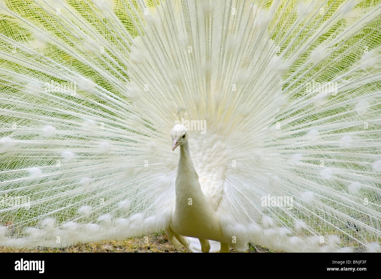 White Peacock Indian Peafowl Spreading Teal Pavo Cristatus Mut Alba Male Feathers Leucistic 