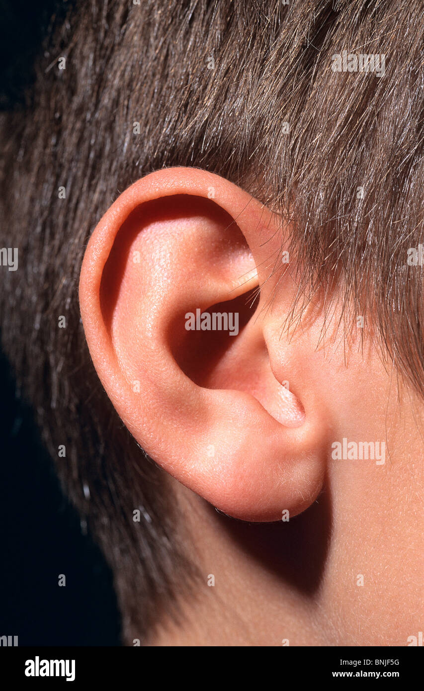 Sweden Stockholm Anatomy Body Body Part Body Parts Boy Boys Child Children Close Up Detail Ear Ears Hearing Kid Kids Male One Stock Photo