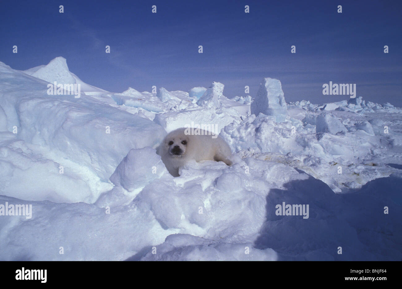 Harp seal Calf Canada Pagophilus groenlandicus ice snow white animal
