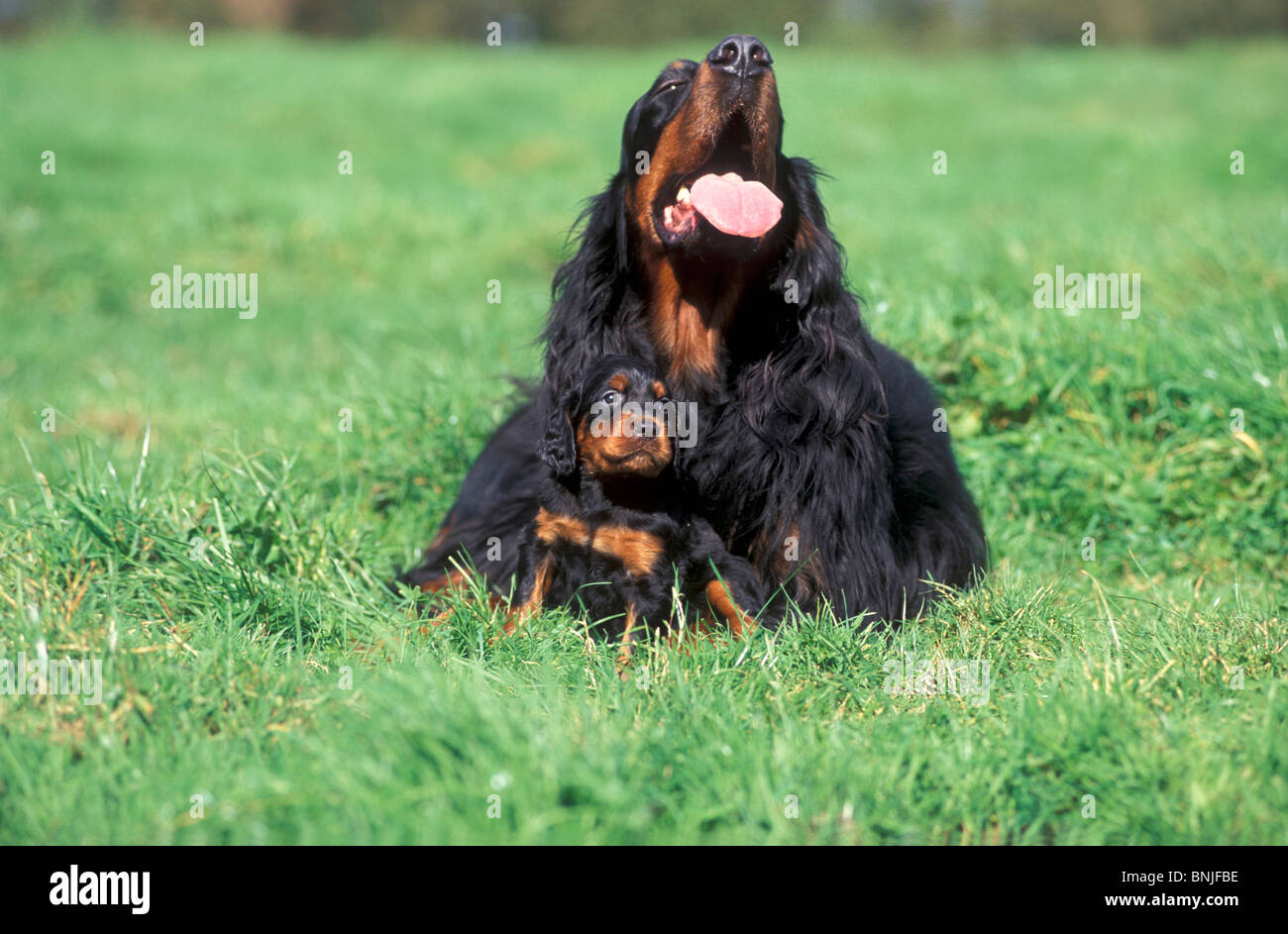 Dog Gordon Setter Puppy breed outside outdoors outdoor pet young baby