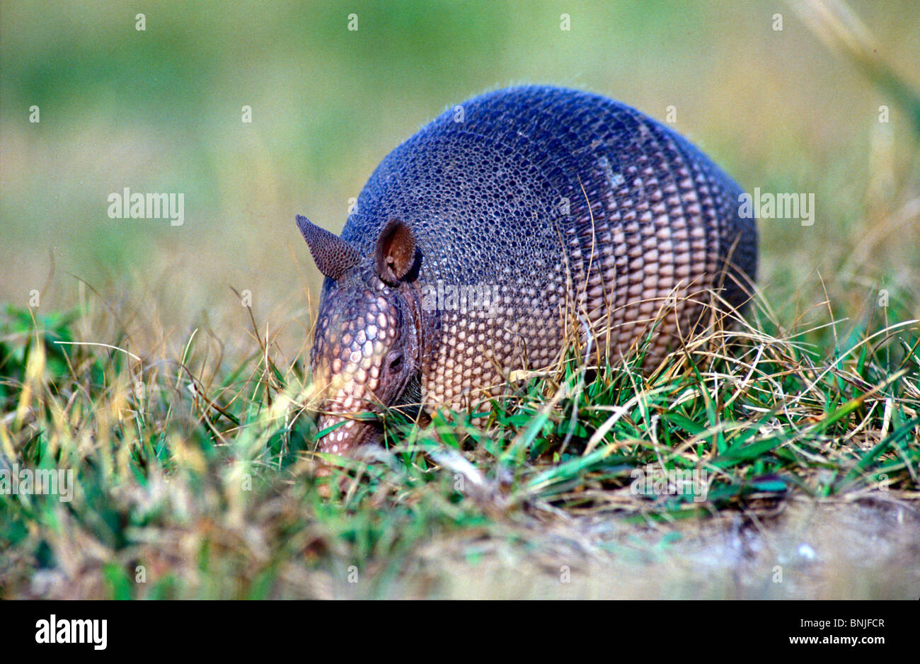 Common long nosed armadillo hires stock photography and images Alamy