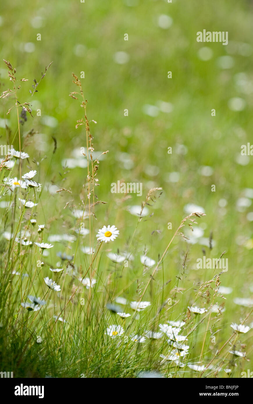 Field of daises Stock Photo