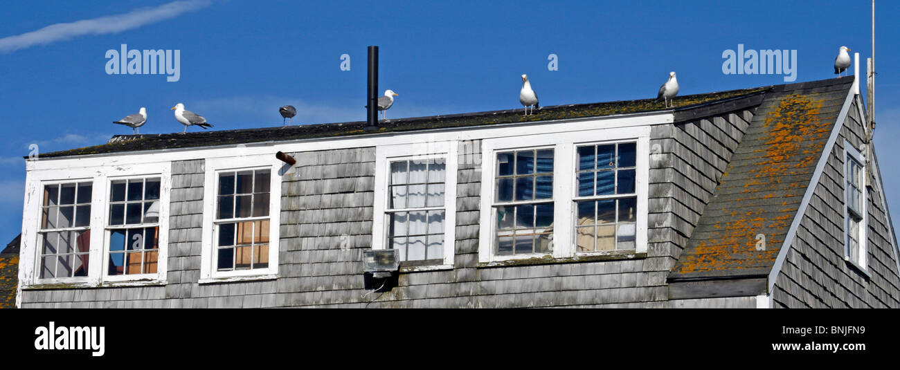 Maine coast Monhegan Island artist colony New England USA remote offshore seagulls on dormer roof Stock Photo