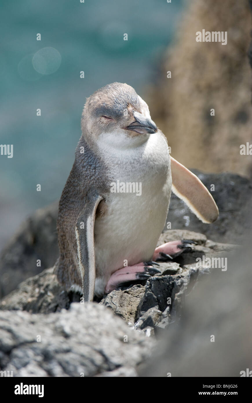 Little penguin/korora: Little blue penguin: New Zealand native sea and  shore birds