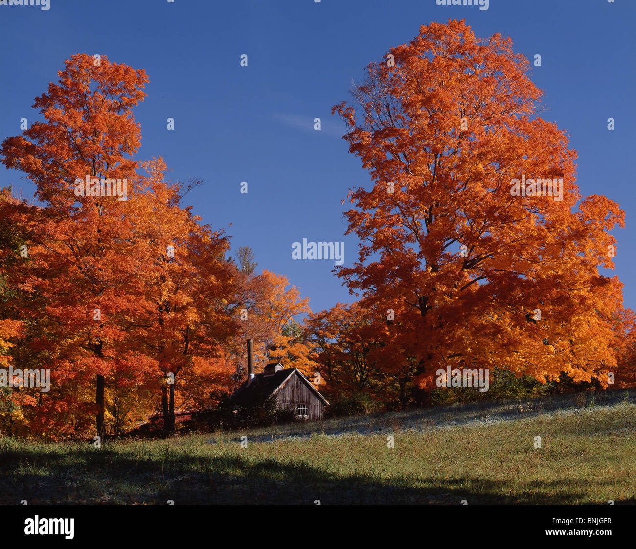 Sugar House by Sugar Maple Trees, NH Stock Photo Alamy