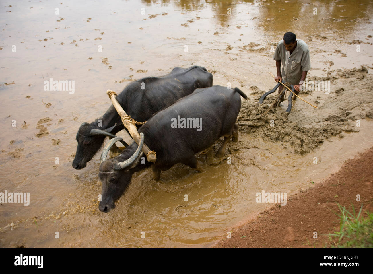 Sri Lanka Asia Plough rice field water Water buffalo cattle hard work Stock  Photo - Alamy