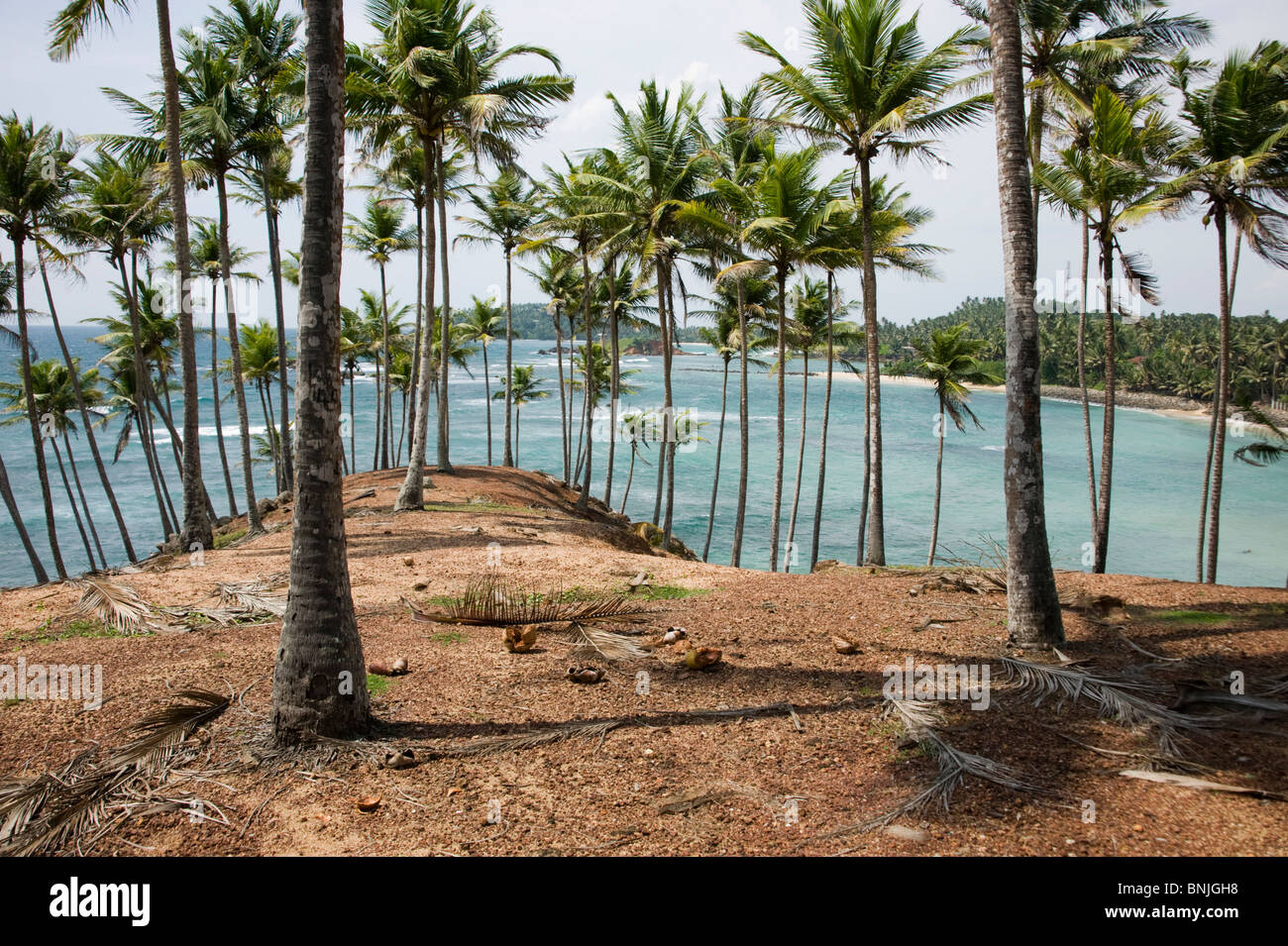 Sri Lanka Asia Peninsula view scene location outside sea palm trees wind sunshine Indian Ocean landscape palms Stock Photo