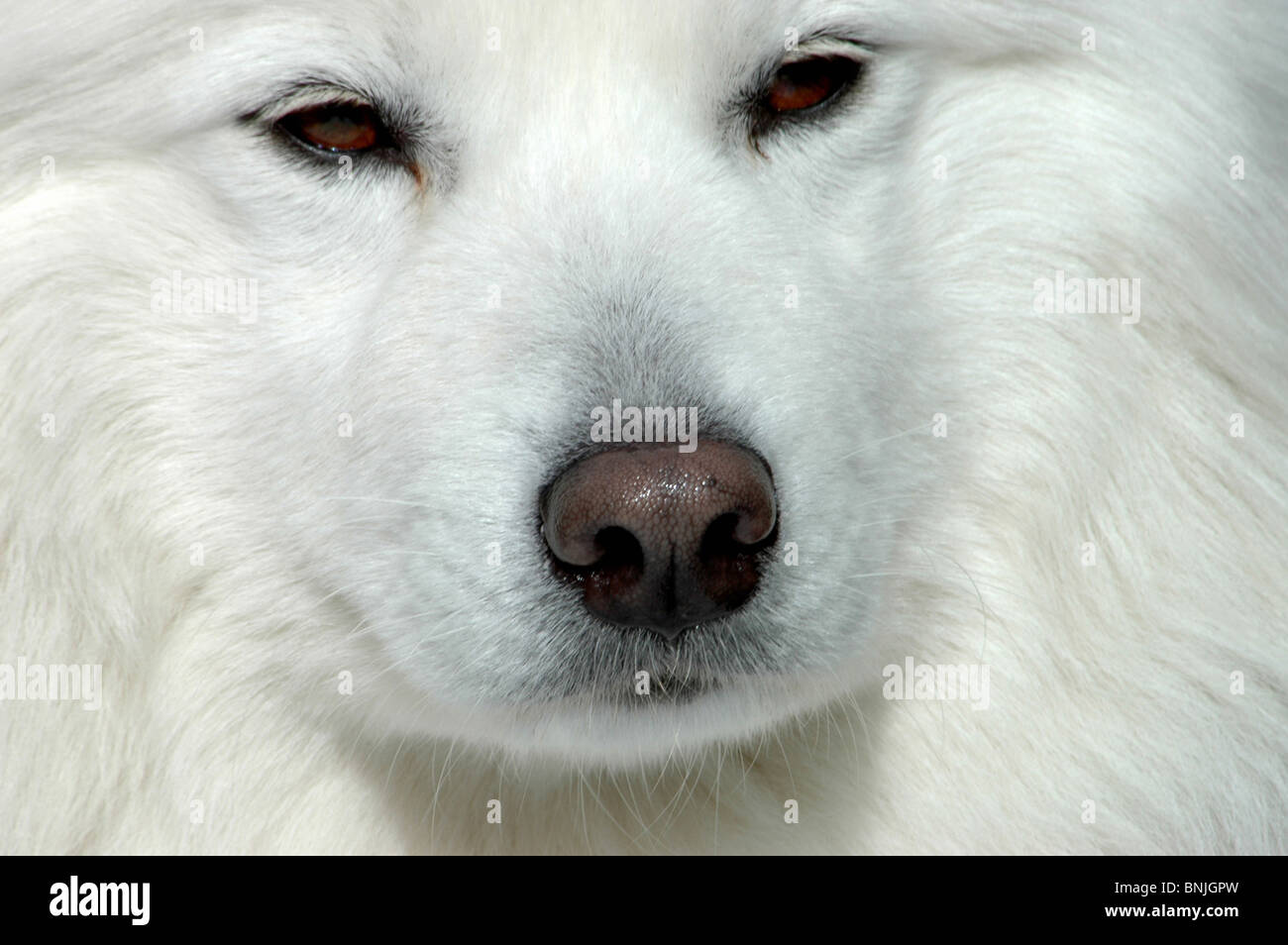 Pure Bred Samoyed Sleddog Portrait Face Head Shot White Weiss Hairy Eyes Nose Dog Cute Stock Photo