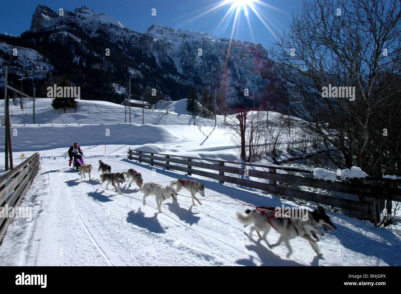 Switzerland husky dog hi-res stock photography and images - Alamy