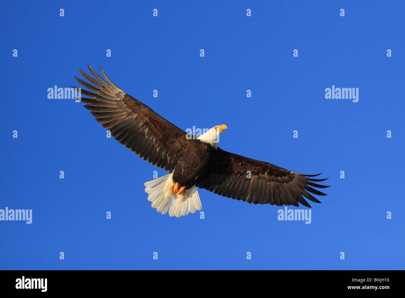 Eagles Alaska America Bald Eagle feather spring feathers springs flight wing freedom liberty plumage grab bird Haliaeetus Stock Photo