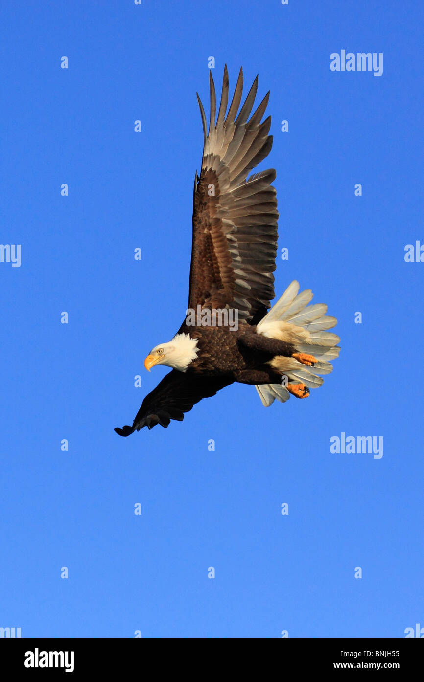 Feathering Spring Eagles Alaska America Bald Eagle feather spring feathers springs flight ...
