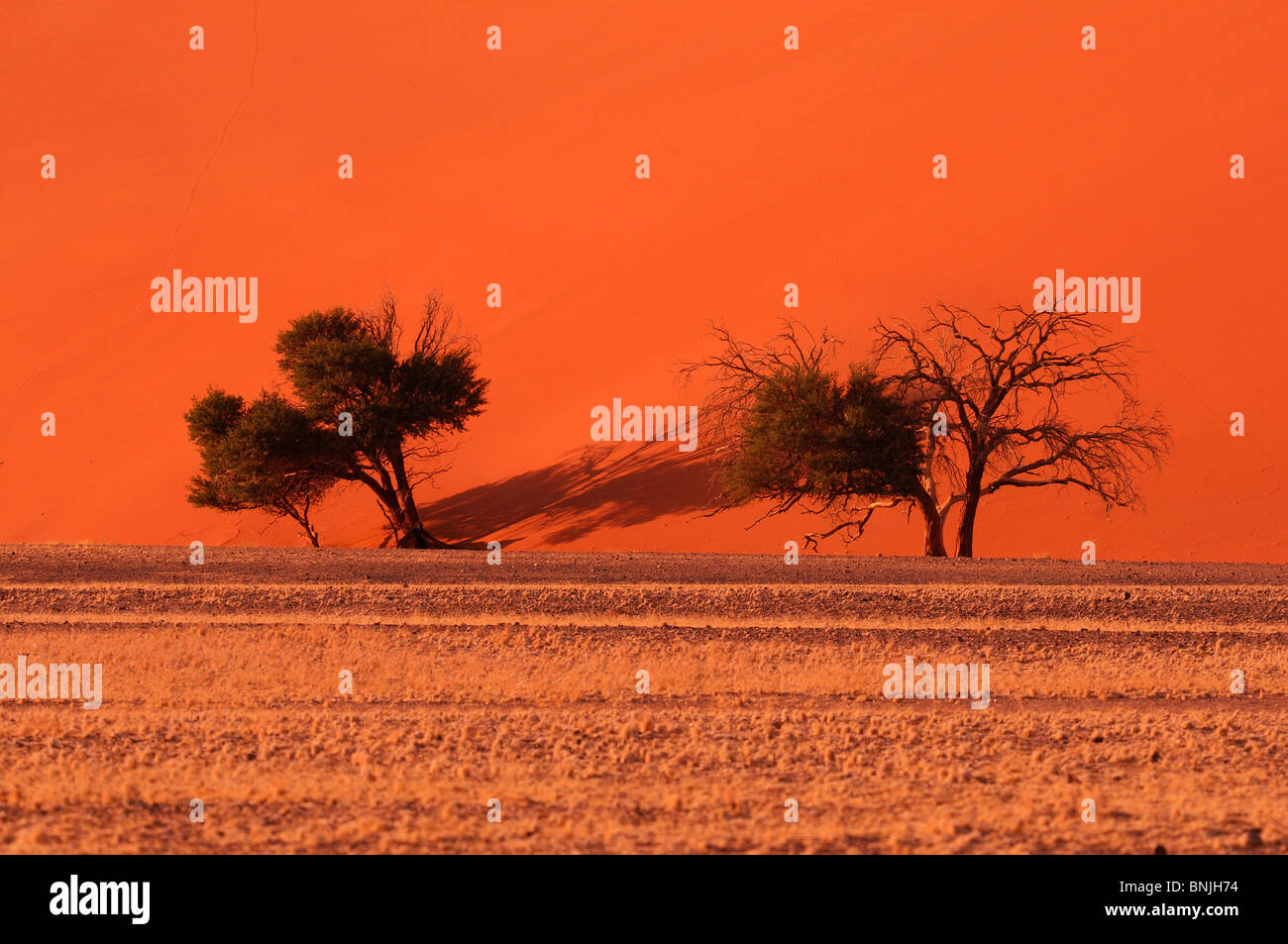 Dune 45 Sand dunes Sossusvlei Namib Naukluft Park Hardap Region Namibia ...