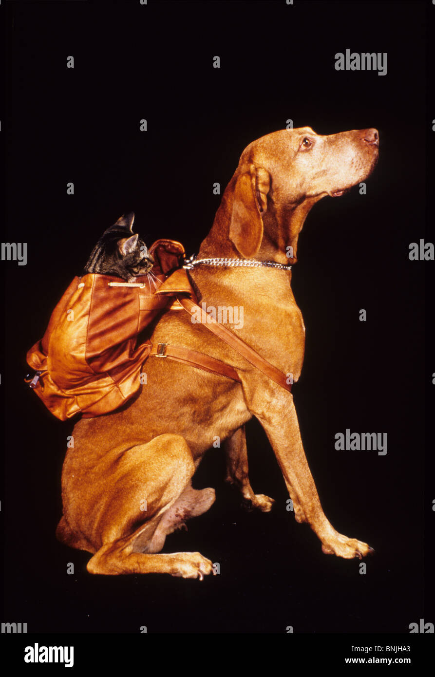 Dog Hungarian pointer Visla cat studio admission intake Pickaback brown draft plan, Stock Photo