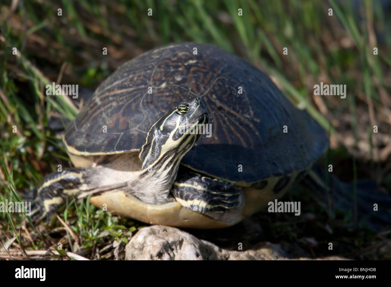 Florida Redbelly Turtle (Pseudemys nelsoni) Stock Photo
