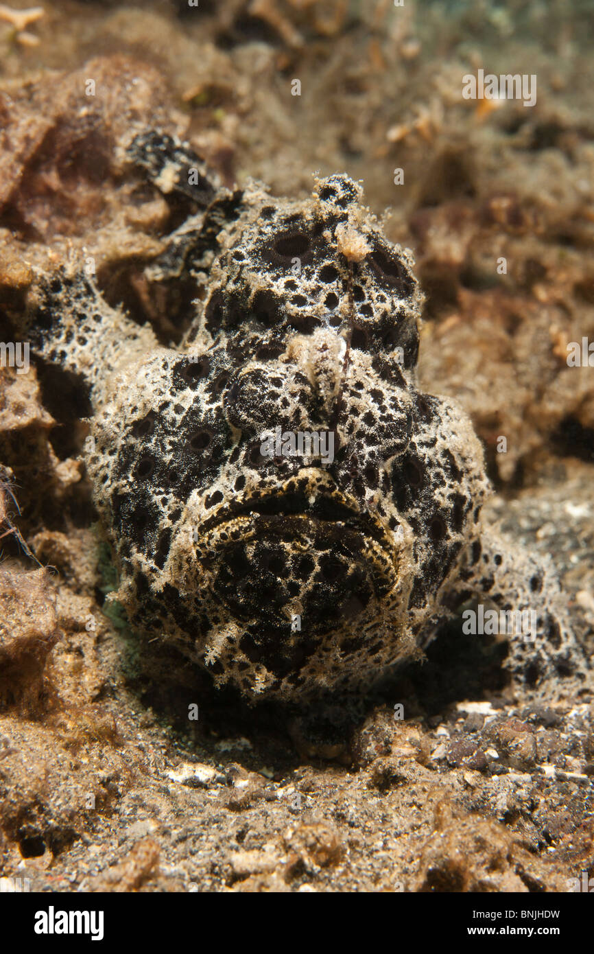 Painted Frogfish (Antennarius pictus), black phase Stock Photo