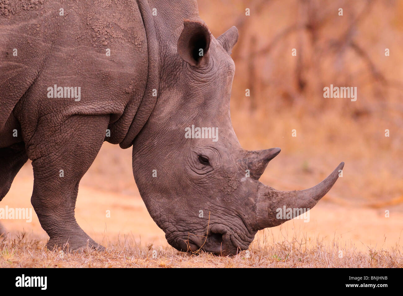 Female Rhino White Rhinoceros Ceratotherium simum Earth Lodge Sabi Sabi Private Game Reserve Sabi Sand Game Reserve Limpopo Stock Photo