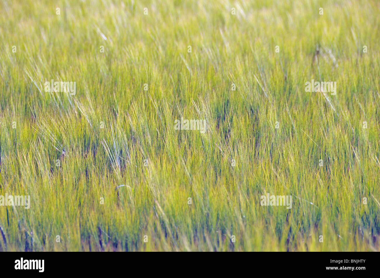 Agriculture ear flower state field barley barley field grain Hordeum vulgare grain field agriculture horizontal format matures Stock Photo