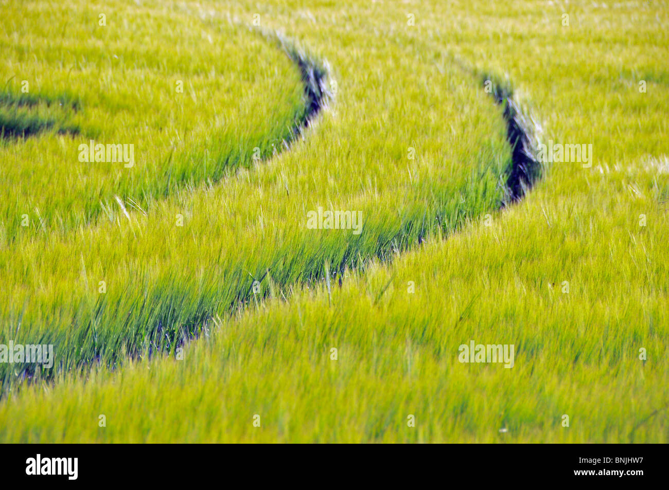 Agriculture ear flower state field barley barley field grain Hordeum vulgare grain field agriculture horizontal format matures Stock Photo