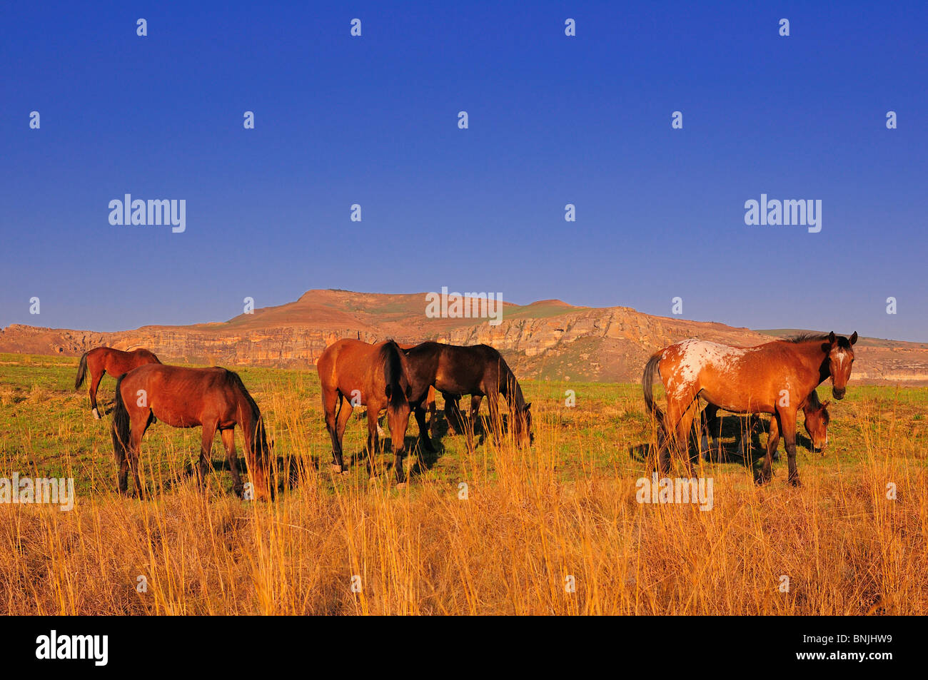 Appaloosa Horses At Wild Horses Mountain Guest Lodge - 