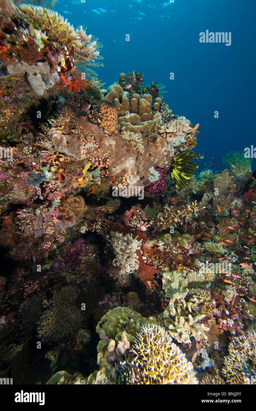 A tropical coral reef off Bunaken Island in North Sulawesi, Indonesia. Stock Photo