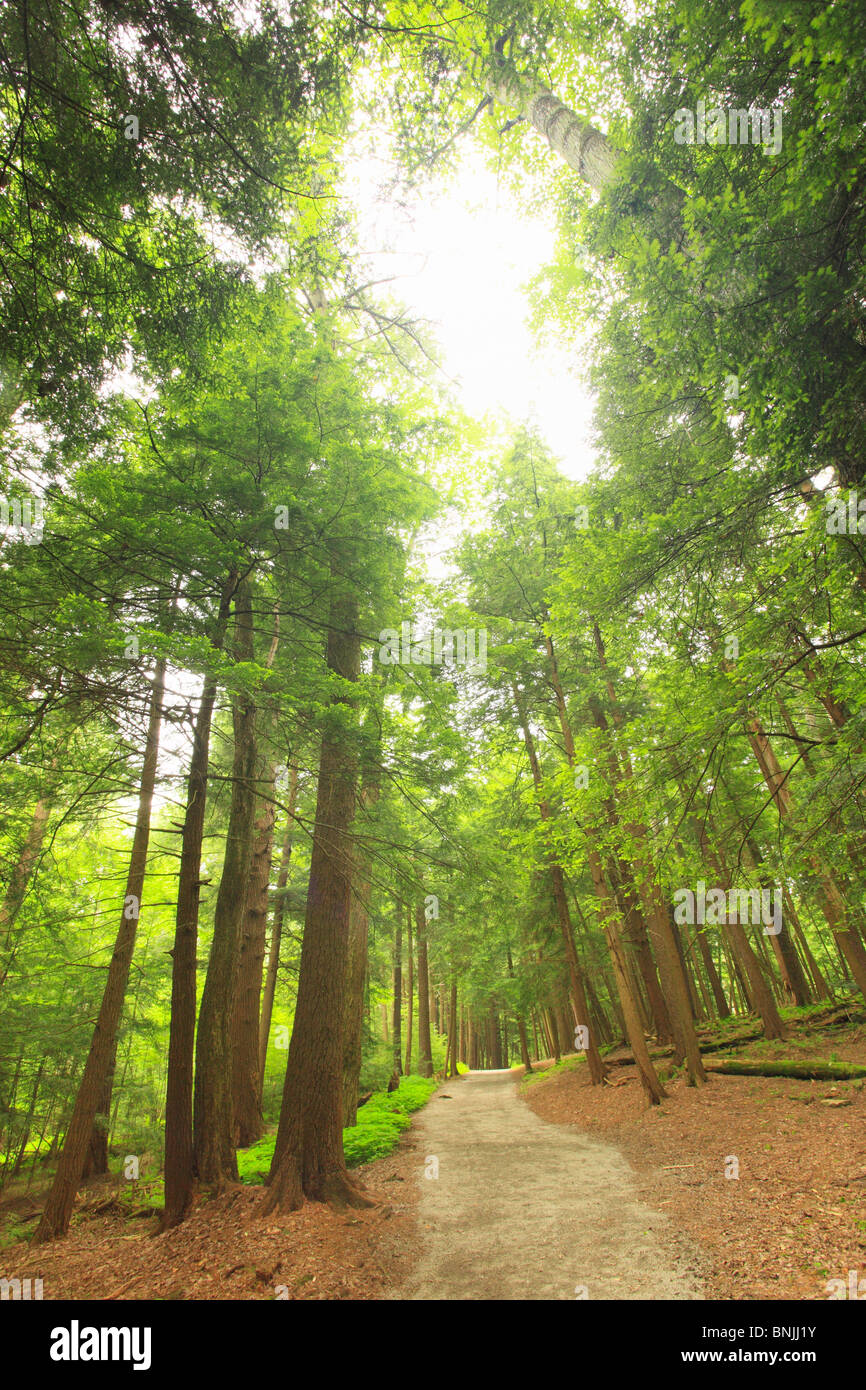 Muddy Creek Falls Trail, Swallow Falls State Park, Oakland, Maryland