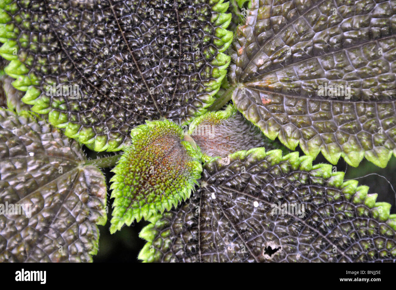 Background nature plant plants plant world Pilea mollis South America Urticaceae Kanonierblume sheets leaves close-up detail Stock Photo