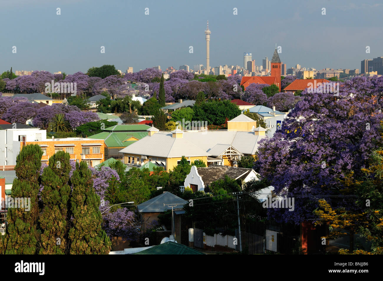 Johannesburg Gauteng South Africa Hillbrow Tower Jacaranda trees bloom flowering roofs overlook overview green gardens city Stock Photo