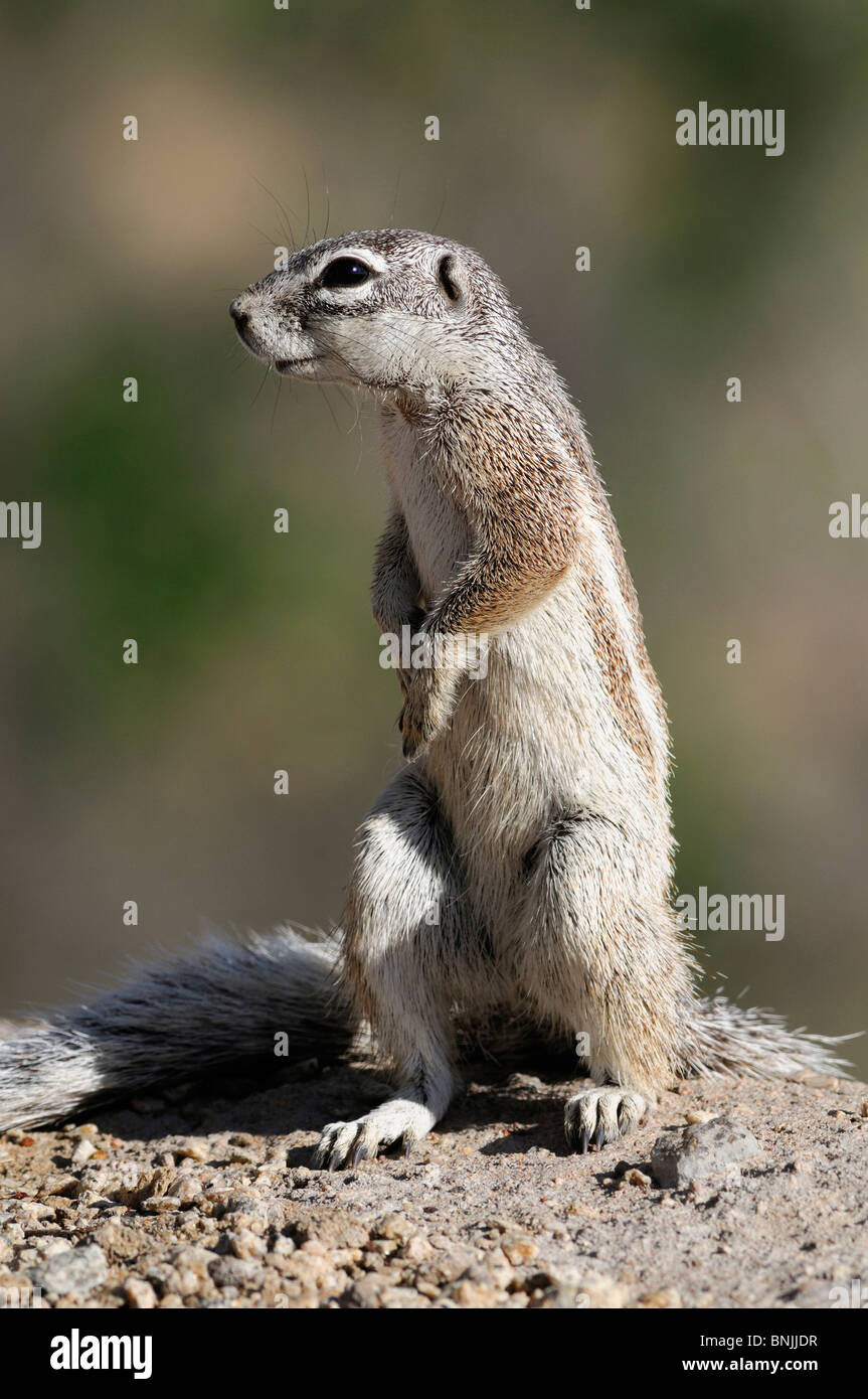 Ground squirrel augrabies falls hi-res stock photography and images - Alamy