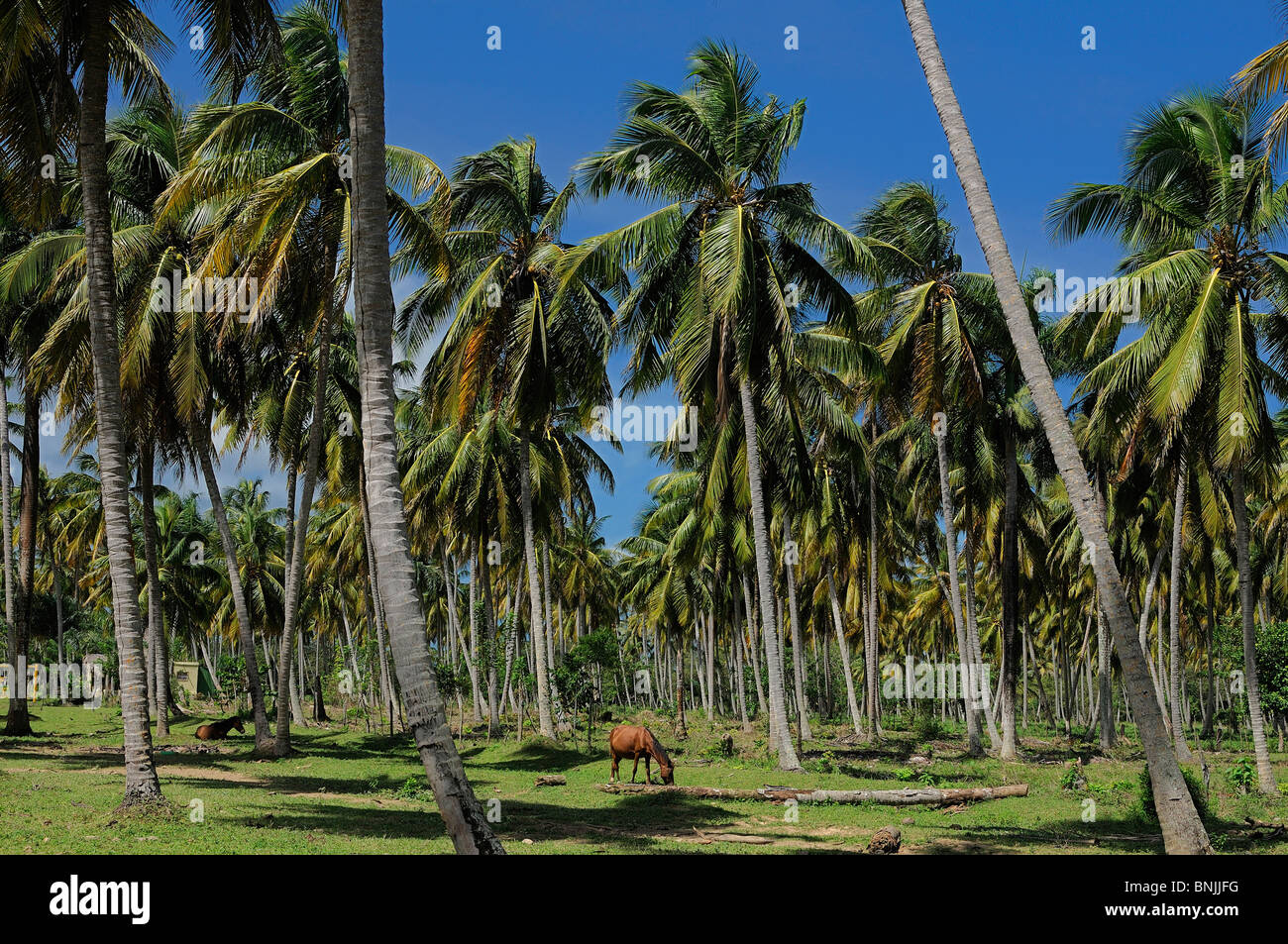 Palm Forest Laguna Limon El Cedro Dominican Republic horse palm trees