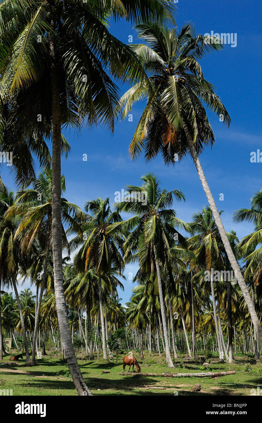 Palm Forest Laguna Limon El Cedro Dominican Republic horse palm trees