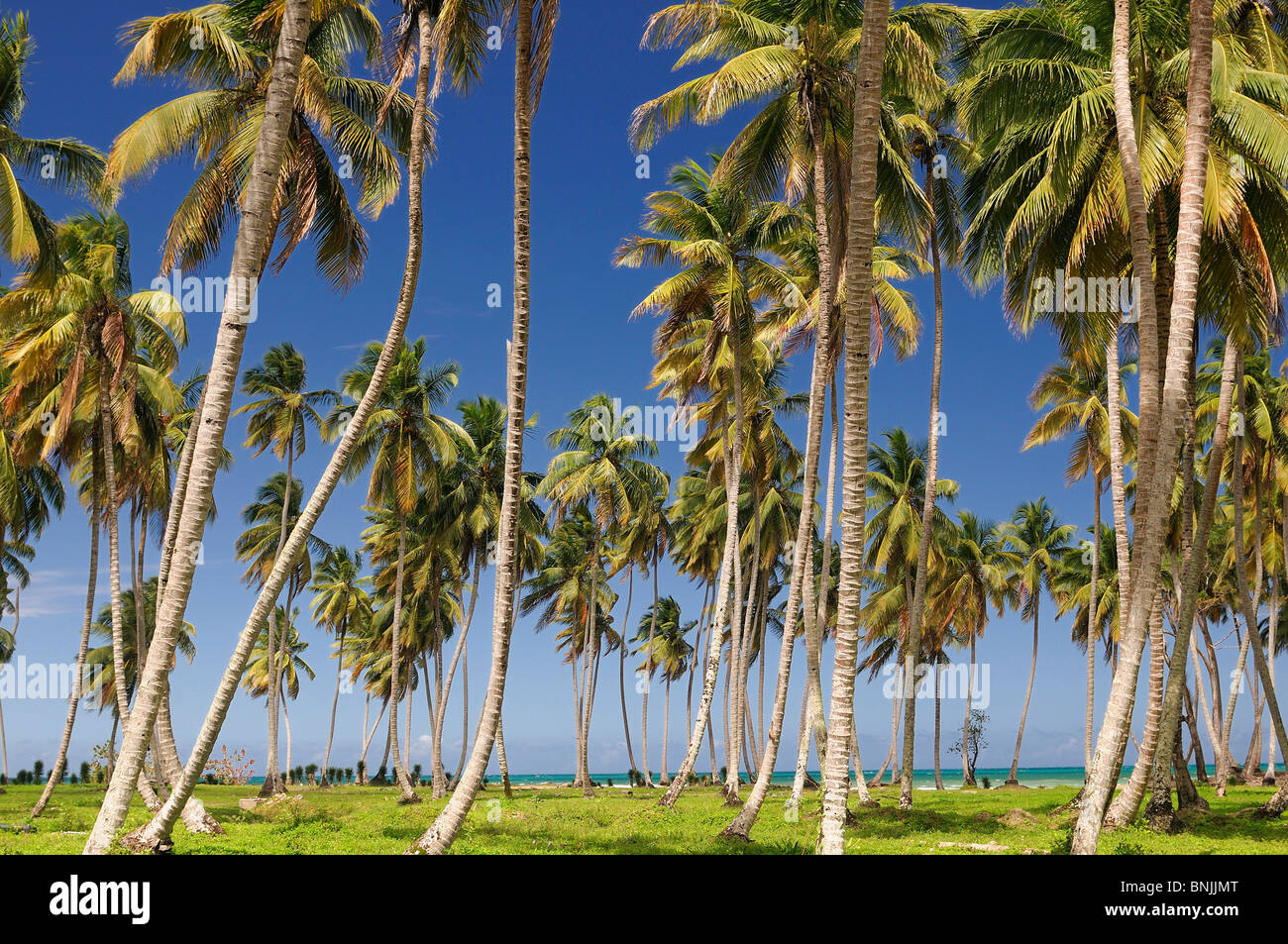 Palm Forest Playa Coson Las Terrenas Samana Peninsula Dominican