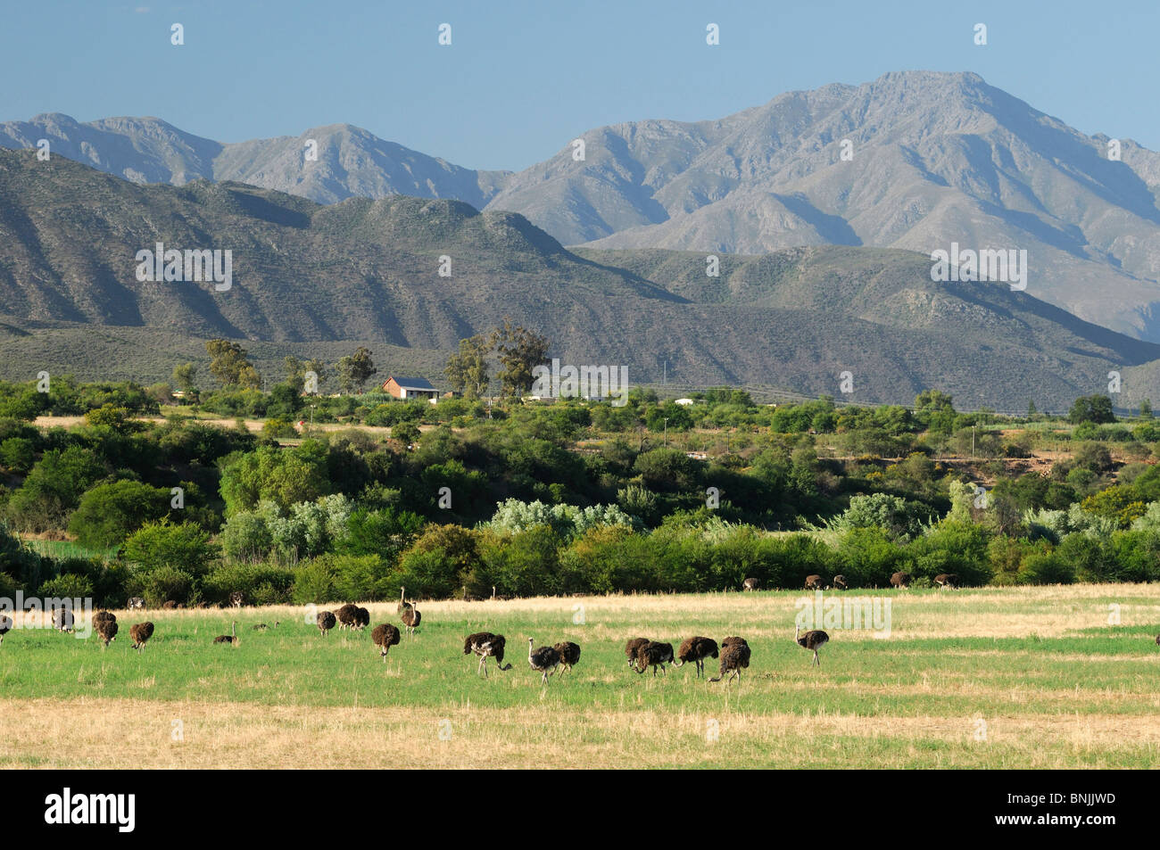 Landscape around Oudtshoorn Western Cape South Africa Ostrich Struthio camelus ostriches scenery mountains animals Stock Photo
