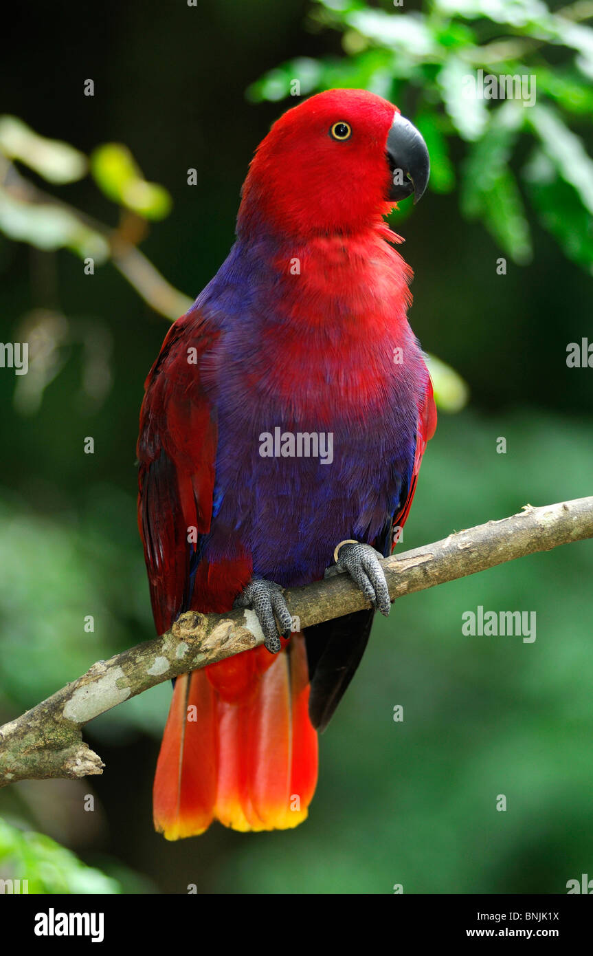 Eclectus Parrot Eclectus roratus Female Parrot Birds of Eden Park ...