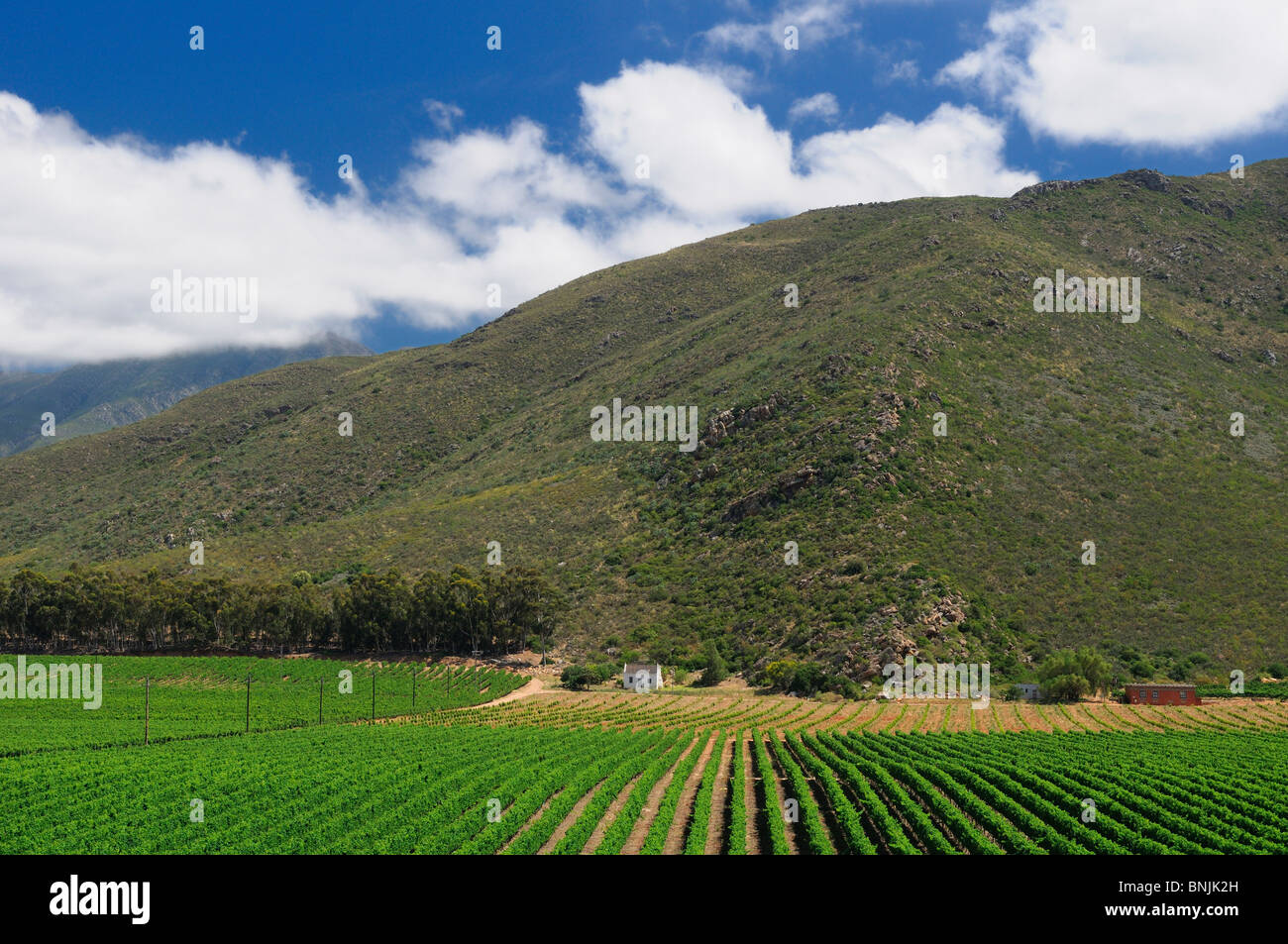 Ashton Western Cape South Africa vineyard vineyards wine region