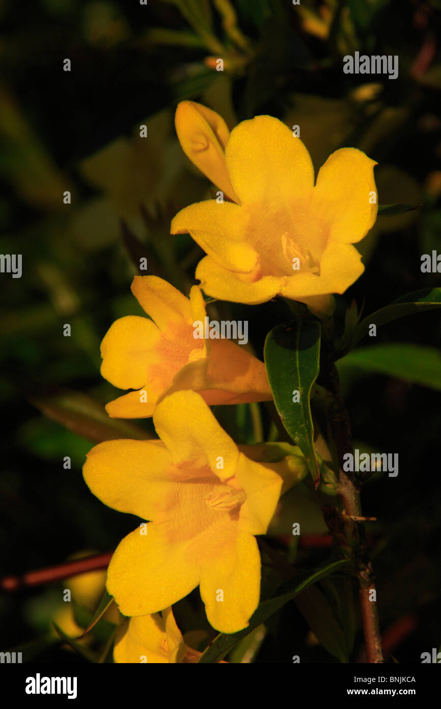 South carolina flowers hires stock photography and images Alamy