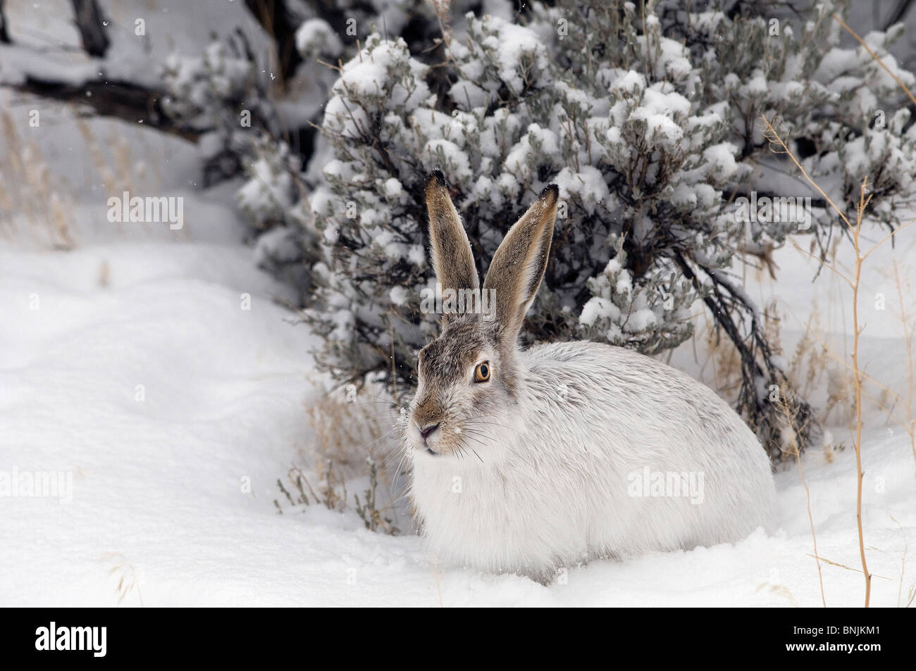 Whitetail Jackrabbit Lepus townsendii rabbit winter snow sitting portrait landscape animal nature Stock Photo