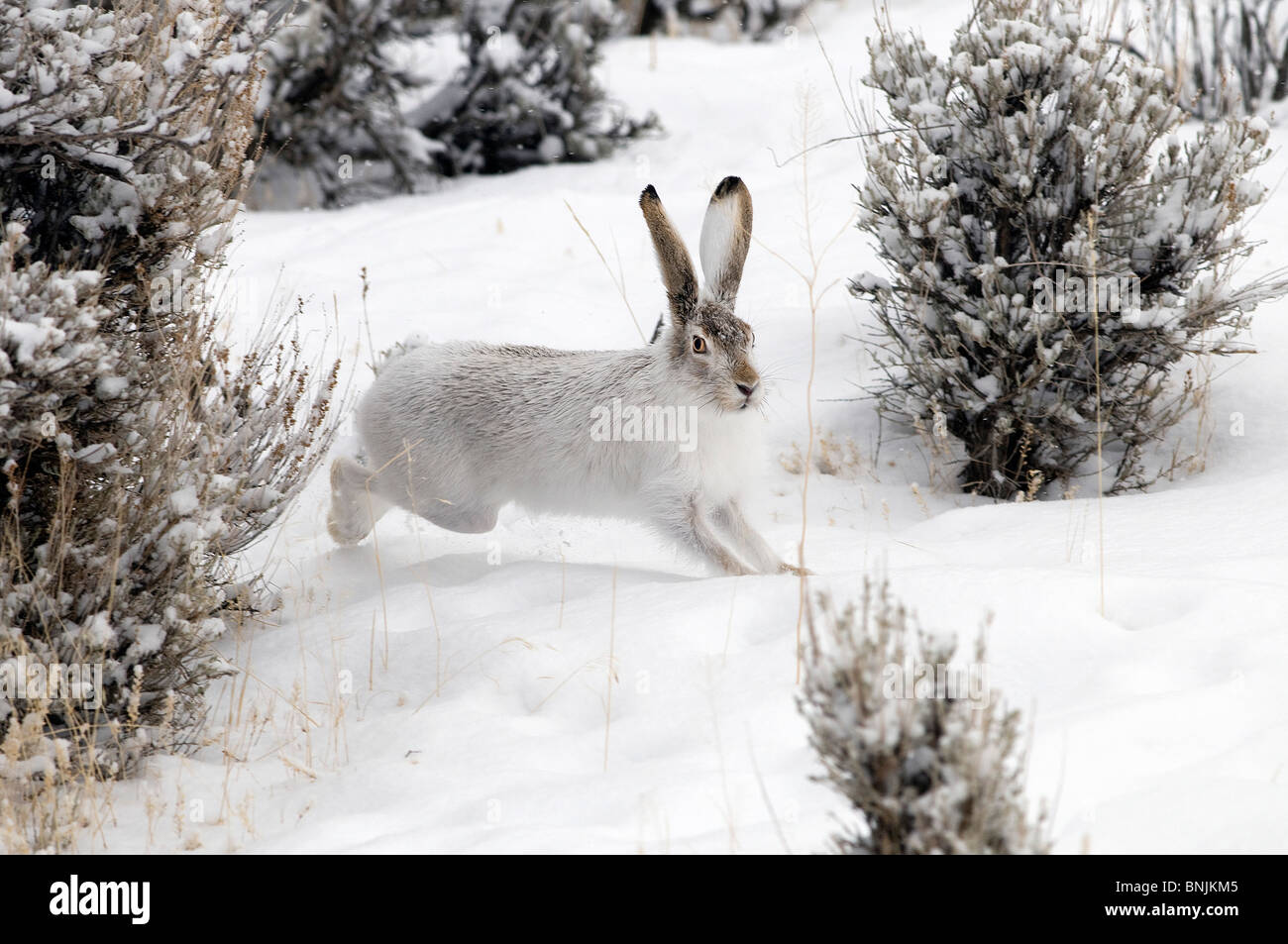 Whitetail Jackrabbit Lepus townsendii rabbit winter snow moving running