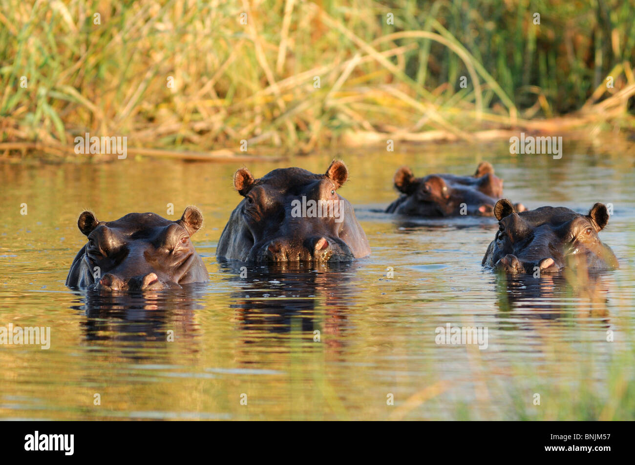 Hippopotamus river horse animal water hippo Hippopotamus river horse