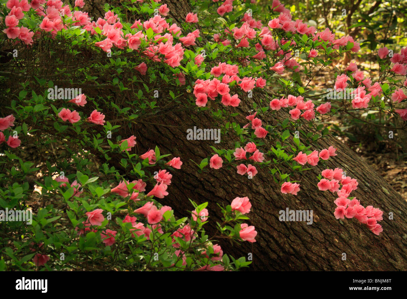 Azaleas With Tree Elizabethan Gardens Manteo Roanoke Island