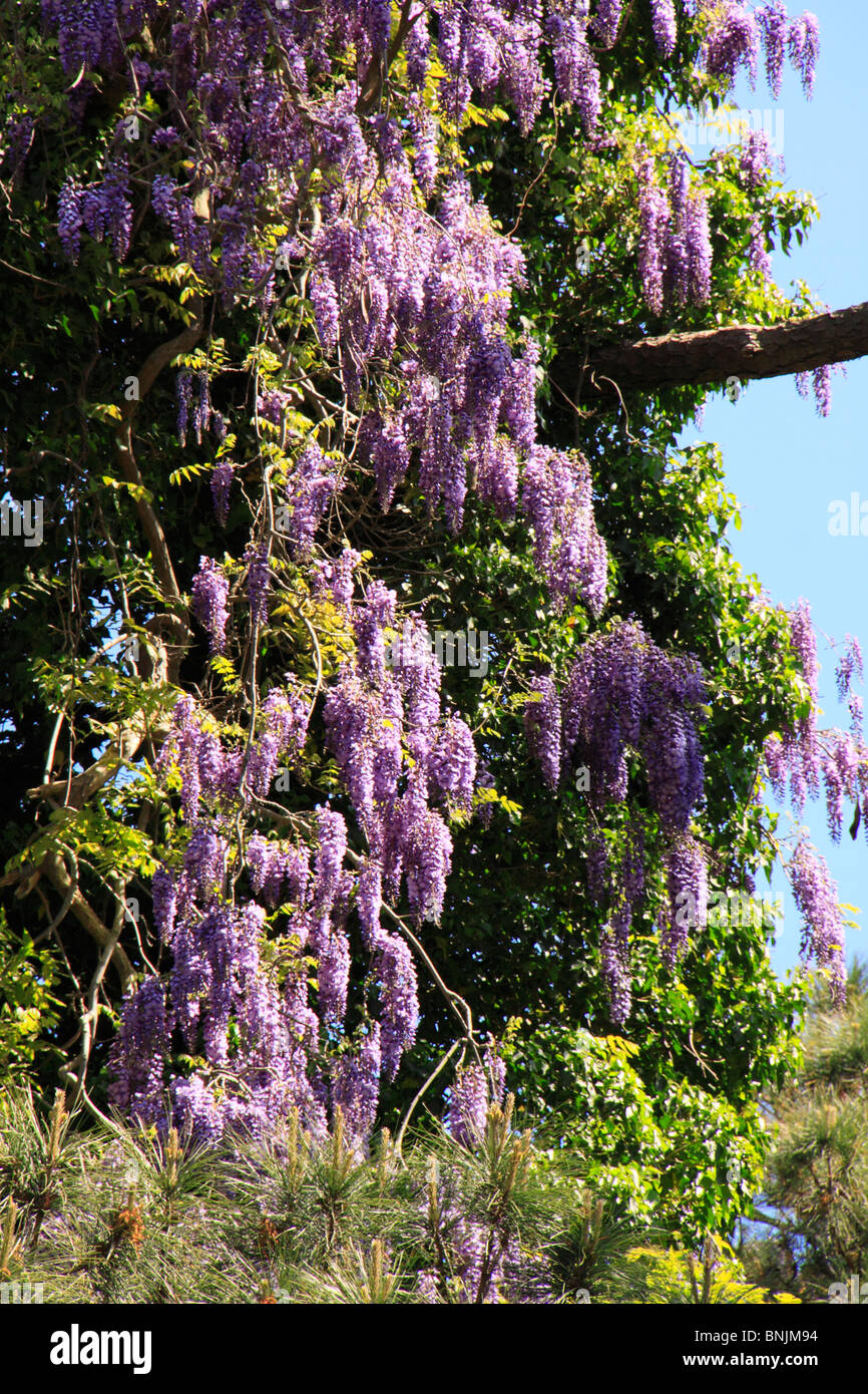 American wisteria flower hires stock photography and images Alamy