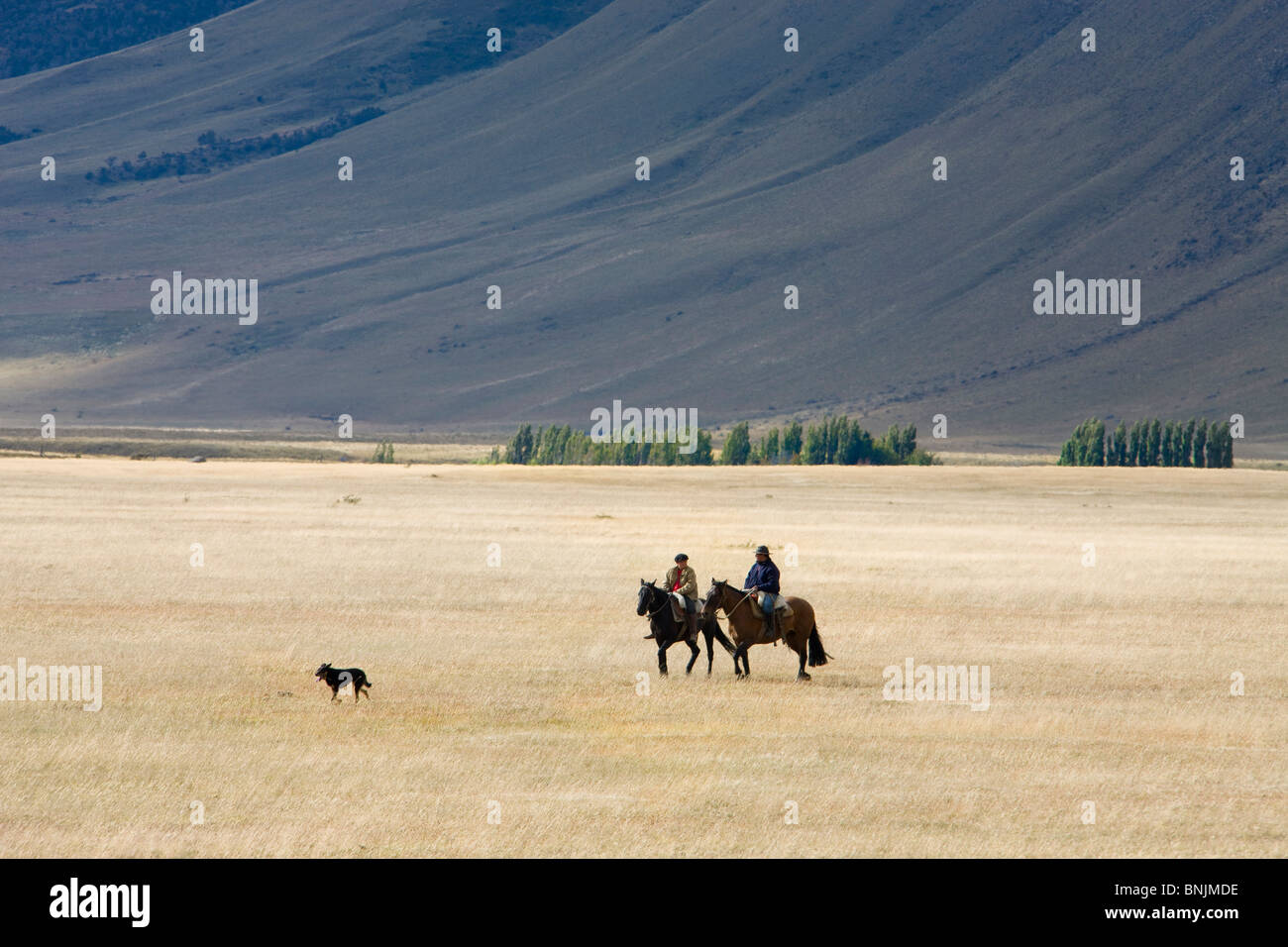 Chile South America March 2009 Chilean Patagonia cows cattle grassland mountains mountain landscape scenery agriculture farming Stock Photo