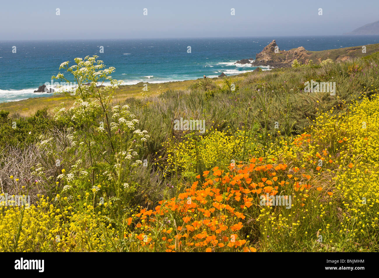Yellow or California Poppies along Rt 1 in Big Sur on the Pacific Ocean coast of California Stock Photo