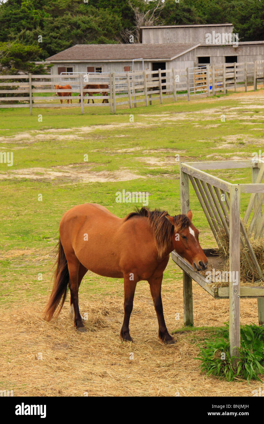 Pony eating at the Ocracoke Pony Corral, Ocracoke Island, Cape Hatteras National Seashore, North Carolina, USA Stock Photo