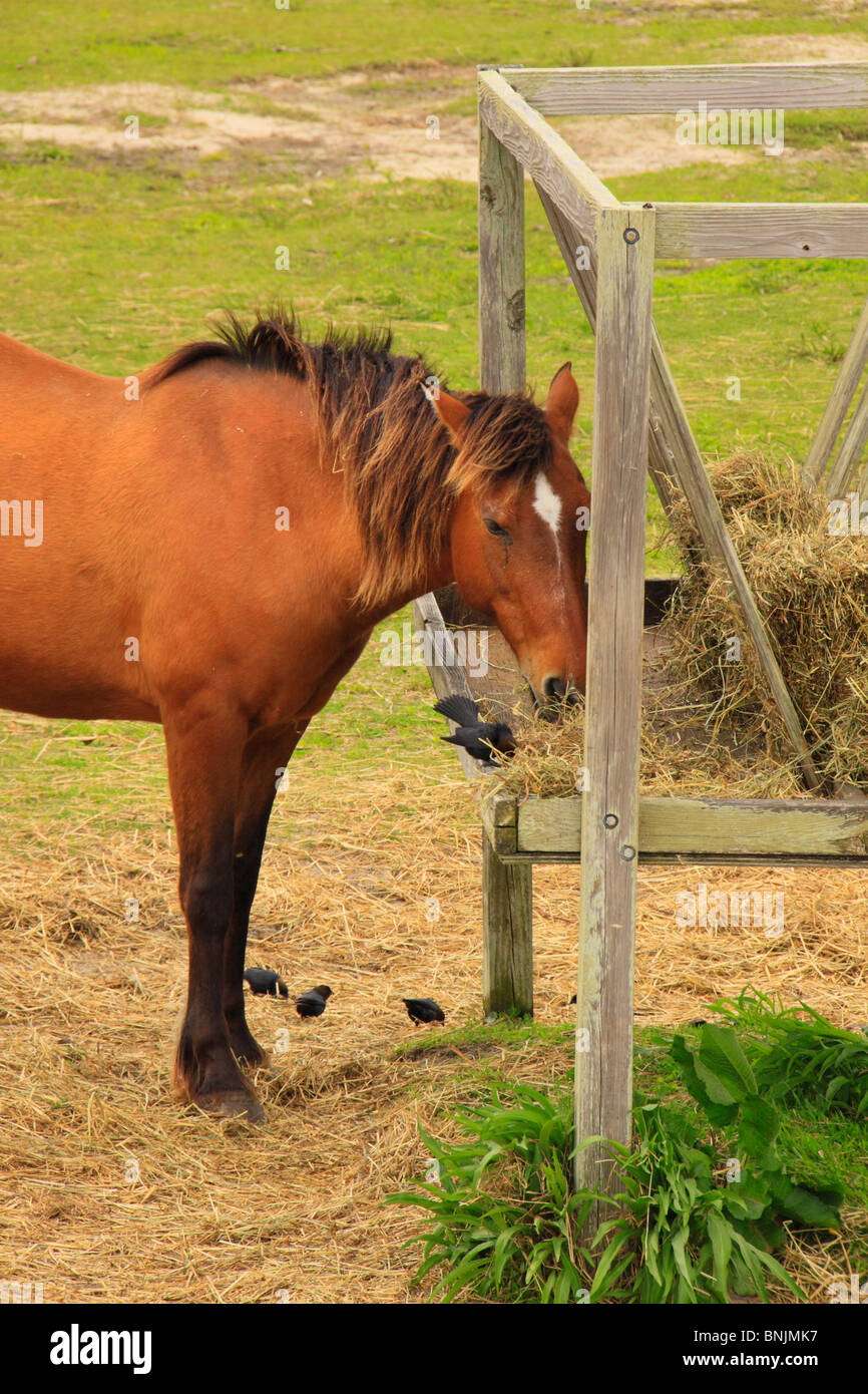 Pony eating at the Ocracoke Pony Corral, Ocracoke Island, Cape Hatteras National Seashore, North Carolina, USA Stock Photo