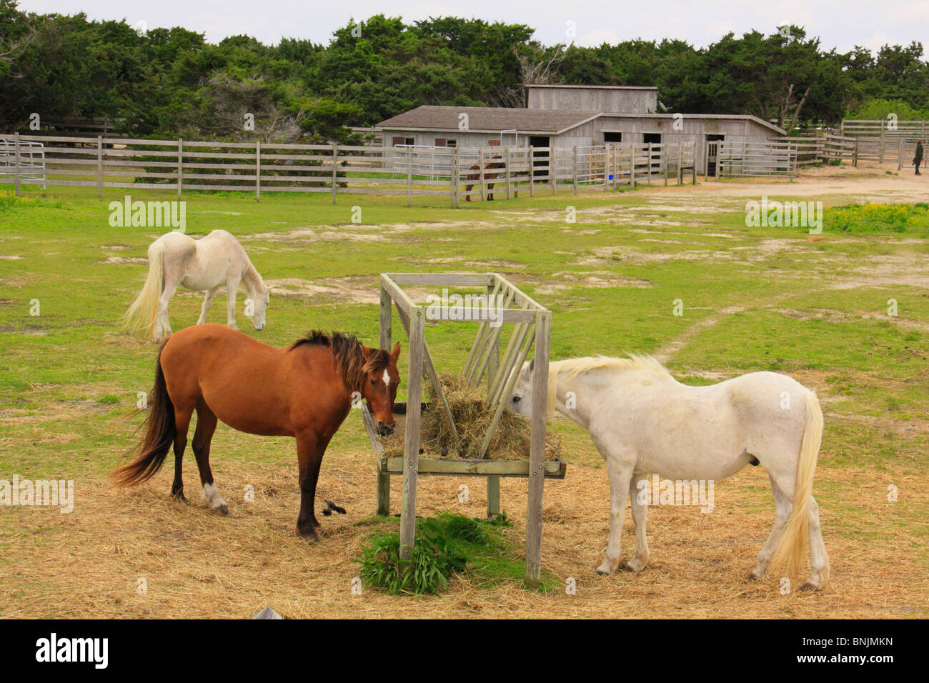 Ponies eating at the Ocracoke Pony Corral, Ocracoke Island, Cape Hatteras National Seashore, North Carolina, USA Stock Photo