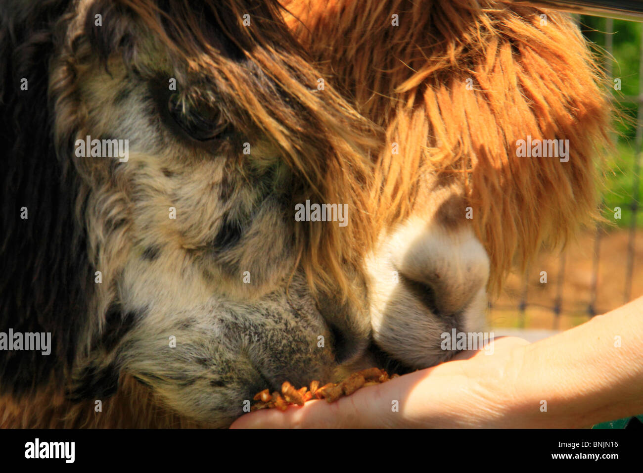 Hand feeding an alpaca at Sweet Home Alpacas in Paeonian Springs, Virginia, USA Stock Photo