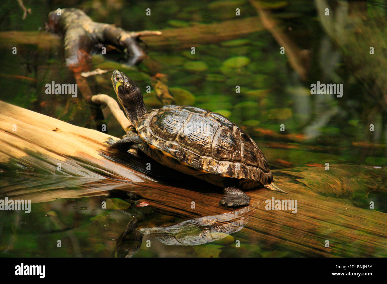 Painted Turtle at Virginia Aquarium and Marine Science Center, Virginia
