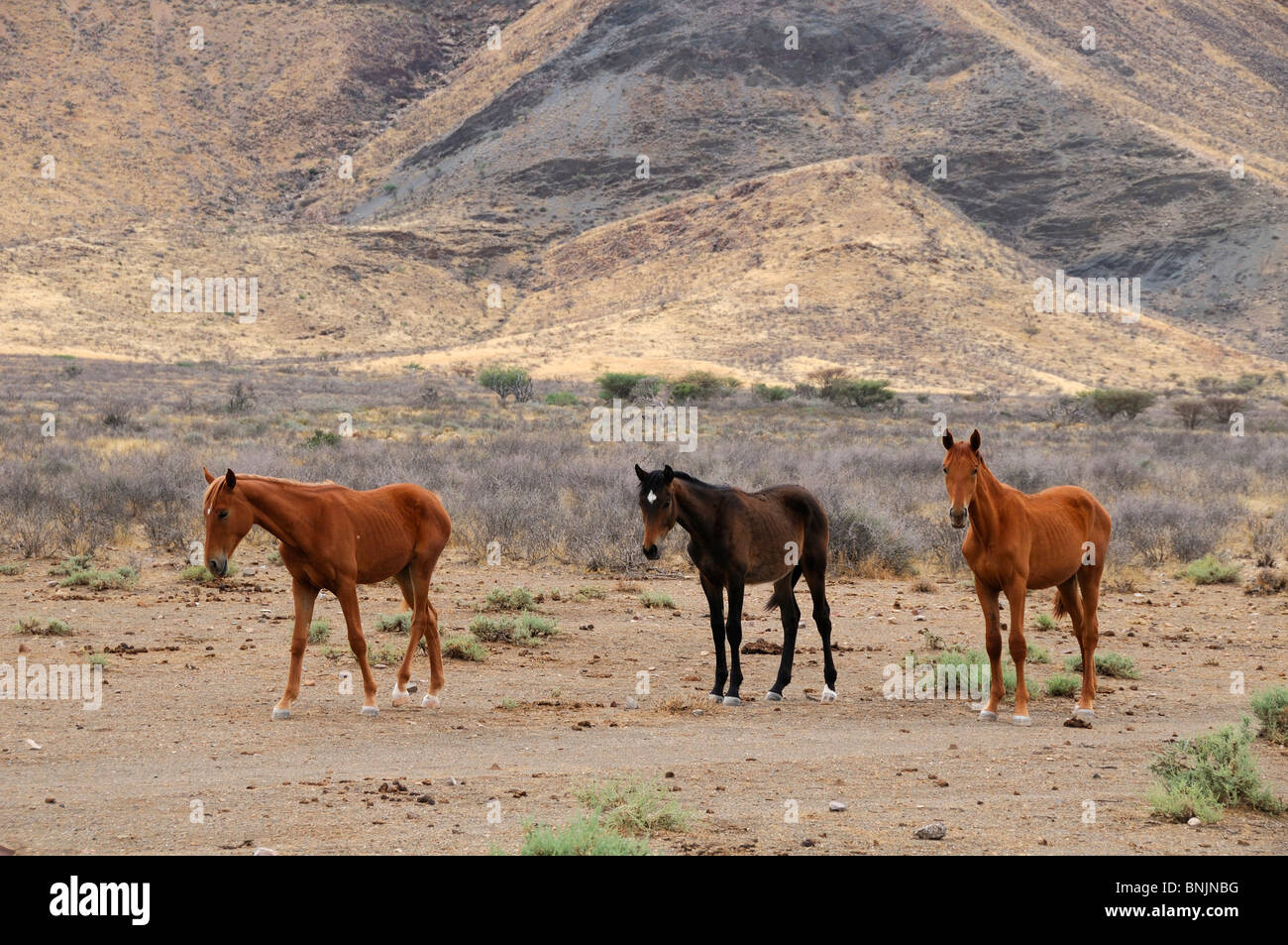 Horses Buellsport Hardap Region Namibia Africa Travel Nature animals Stock Photo