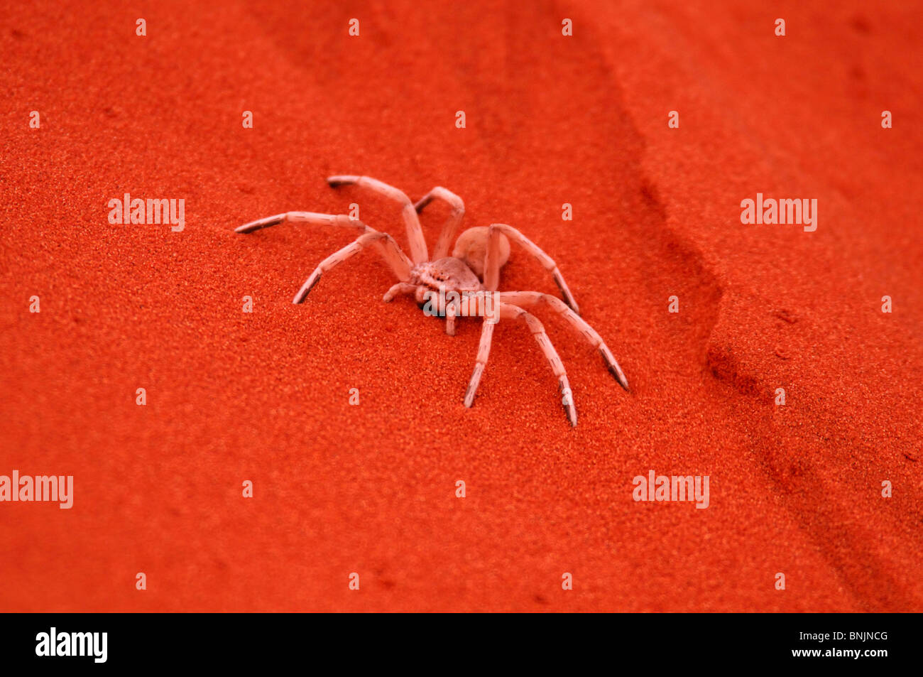 Dancing White Lady Spider Sand Dunes Dunes Lodge Wolwedans Lodge Namib
